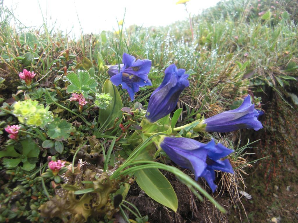 Ruhige Wohnung Mit Schoenem Eigengarten In Seeboden Am Millstaettersee Bagian luar foto