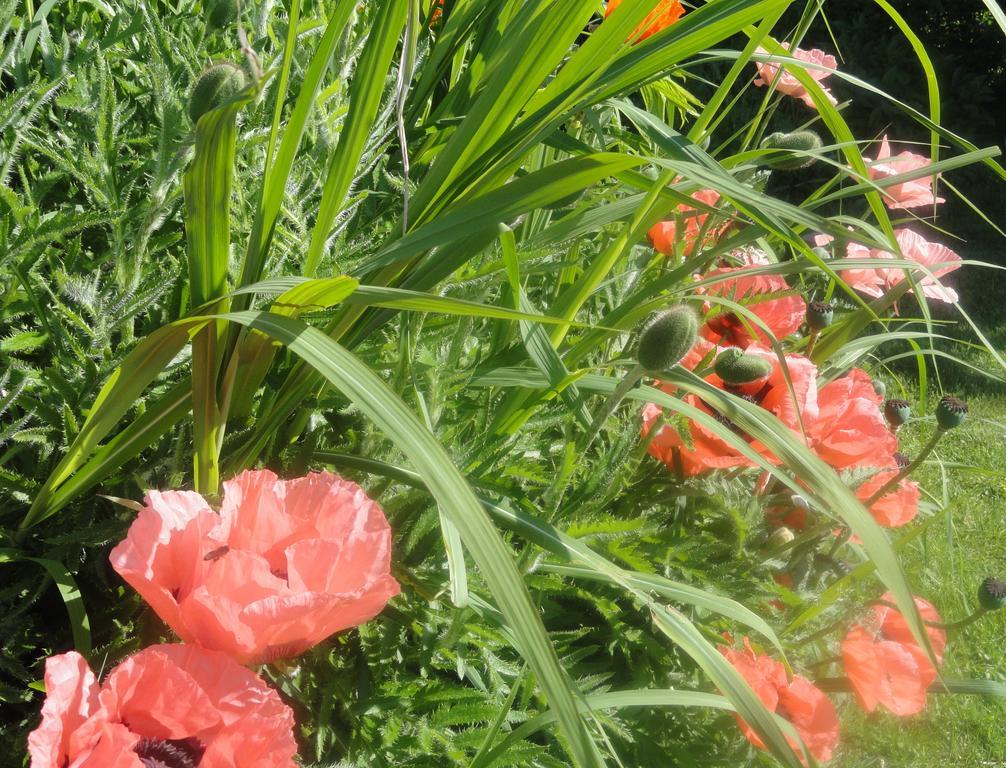 Ruhige Wohnung Mit Schoenem Eigengarten In Seeboden Am Millstaettersee Bagian luar foto