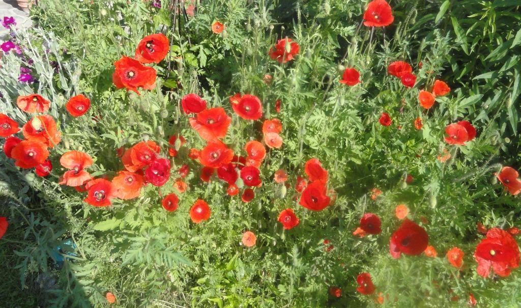 Ruhige Wohnung Mit Schoenem Eigengarten In Seeboden Am Millstaettersee Bagian luar foto